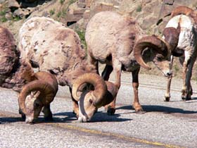 Mountain_Sheep